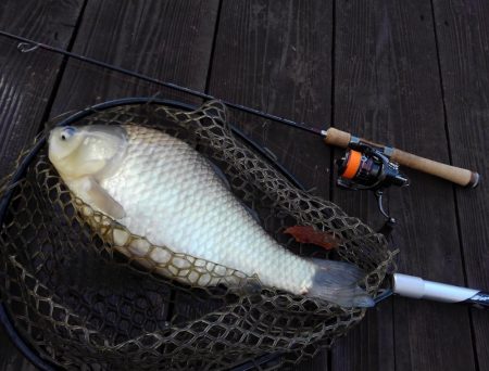 大安トラウトレイク釣果